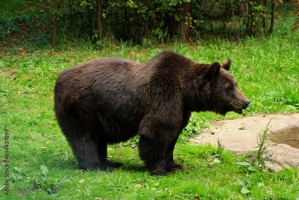 Brown Bear, Ursus arctos, Europe
Brown Bear, Ursus arctos, Europe