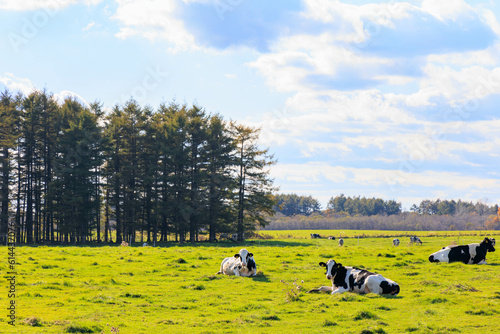 放牧されてのんびりする牛「秋の北海道」