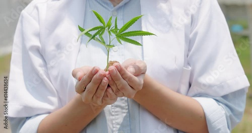 Cannabis seedlings in the hands of a beautiful woman