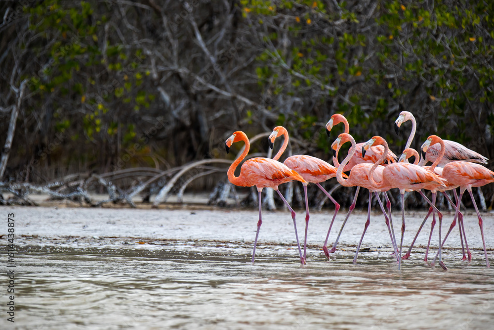 Fototapeta premium Flaming w Meksyku w Rio Lagartos