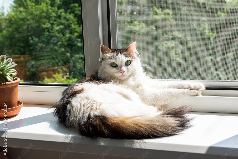 White cute cat basks in the sun, lies on the window sill, cozy home environment
