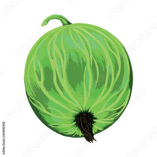Agrest - zielony owoc. Słodki owoc agrestu. Ilustracja, rysunek wektorowy. Zielone owoce z ogrodu. Pyszny i zdrowy agrest, źródło witamin.