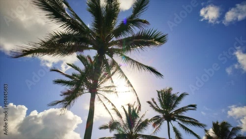 Wallpaper Mural Silhouette Of Palm Trees In Hawaii Torontodigital.ca