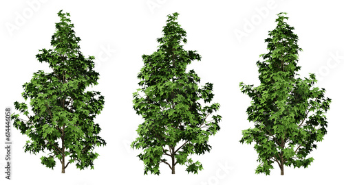 Green liquidambar formosana trees on transparent background, outdoor plants, maple tree, 3d render illustration. photo