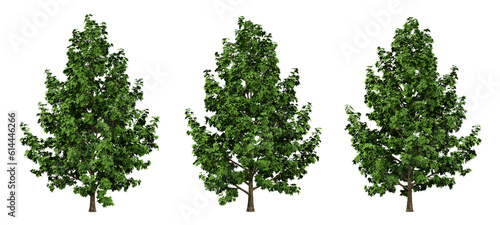 Green liquidambar formosana trees on transparent background  outdoor plants  maple tree  3d render illustration.