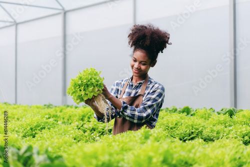 Agribusiness farmer and hydroponic farming concept, African woman inspecting quantity and quality of salad vegetable before harvesting salad hydroponic vegetable in greenhouse farm
