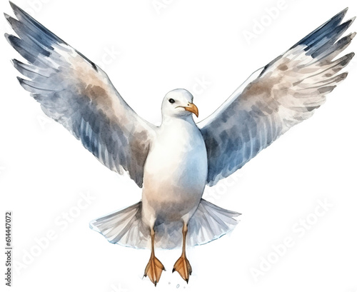 Gulls transparent background