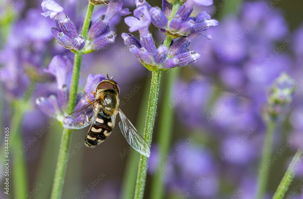 Hoverfly Syrphidae on lavender flower Hoverfly Syrphidae on lavender flower