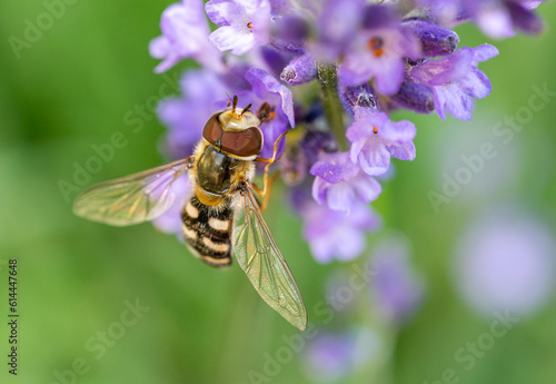 Hoverfly Syrphidae on a flower