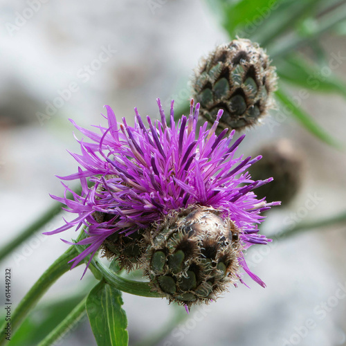 2023 06 16 Centaurée des alpes Centaurea alpestris