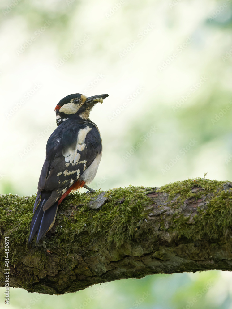 Obraz premium Woodpecker sitting on branch with worms