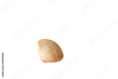 Seashell of various shapes . Isolate on white. PNG 