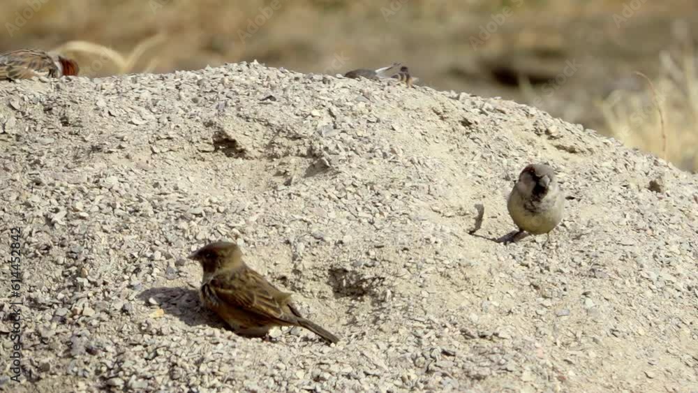 Sparrows bathe in the sand and clean their feathers, slow motion Sparrows bathe in the sand and clean their feathers, slow motion