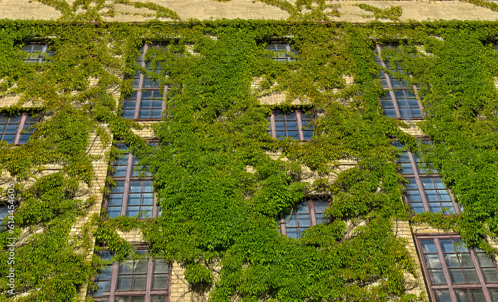 Overgrown modern brick building with vines and nice old windows. Plants growing on the walls of a walls of modern house facade 