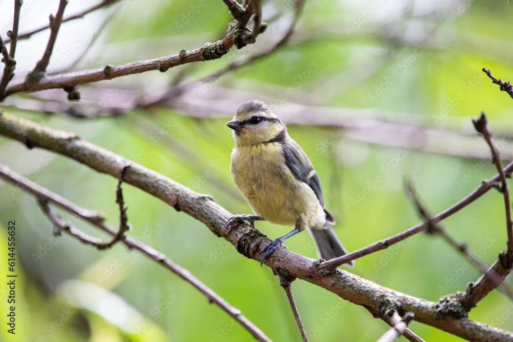 A blue tit (Cyanistes caeruleus) sitting on a branch A blue tit (Cyanistes caeruleus) sitting on a branch
