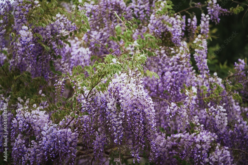Obraz premium Purple flowers tree. Wisteria violet blossoms on a vintage house in Italy. Natural home decoration with wisteria flowers. Big wisteria tree