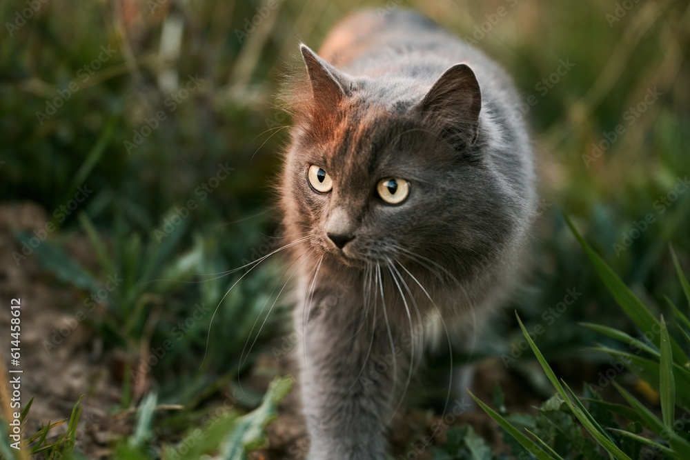 stray cat outdoors in nature. cat in the green grass. summer evening in the garden with a pet
