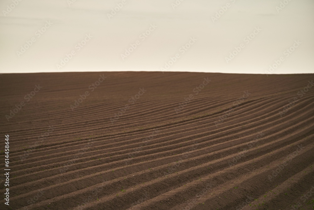 Naklejka premium Agricultural land under a beautiful sky at sunrise. Rural areas and countryside in the morning.