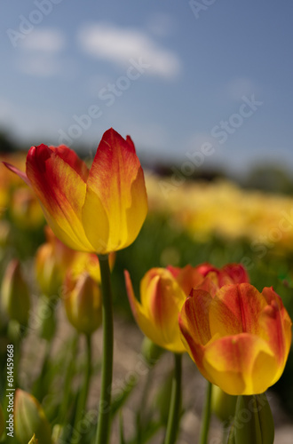 Bed of tulip with yellow and red petals with yellows tulip trees and sky in the background