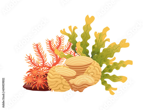 Plants and aquatic marine seaweed vector illustration isolated on white background