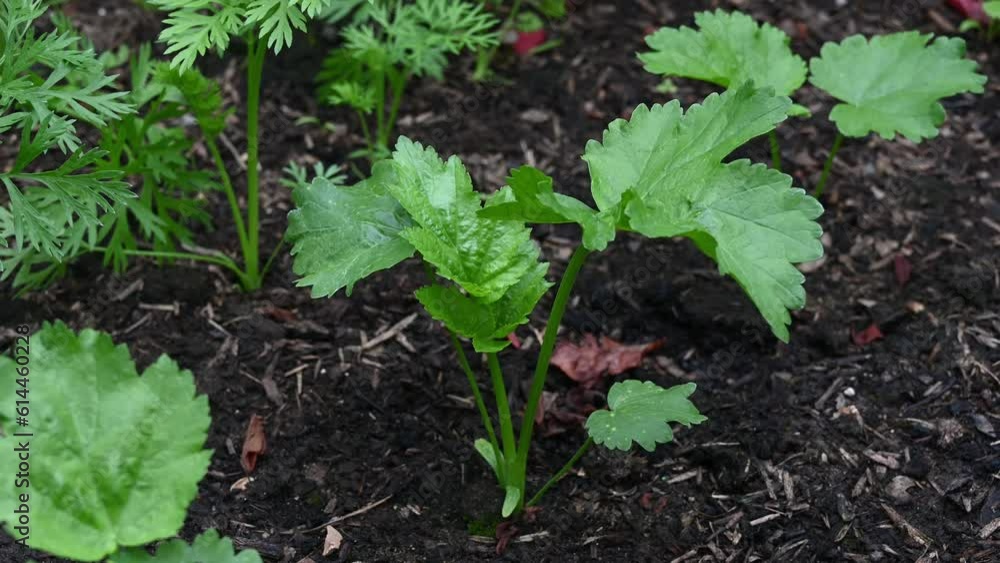 Young parsnip seedling Young parsnip seedling