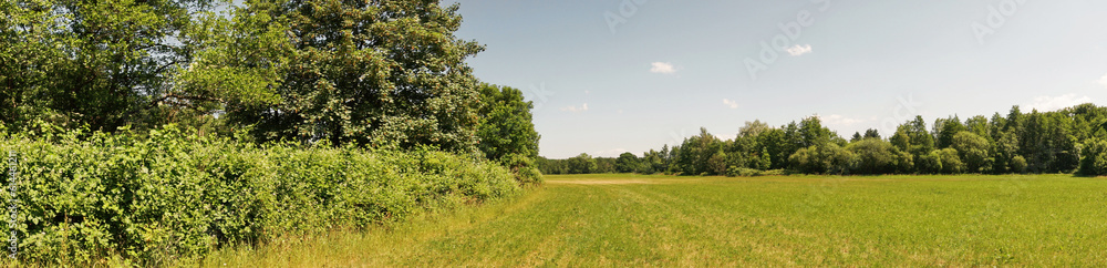 Wilde Brombeeren Brombeersträucher in der Blüte - Panorama auf dem Feld Wilde Brombeeren Brombeersträucher in der Blüte - Panorama auf dem Feld