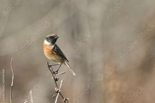 The european stonechat on the branch
