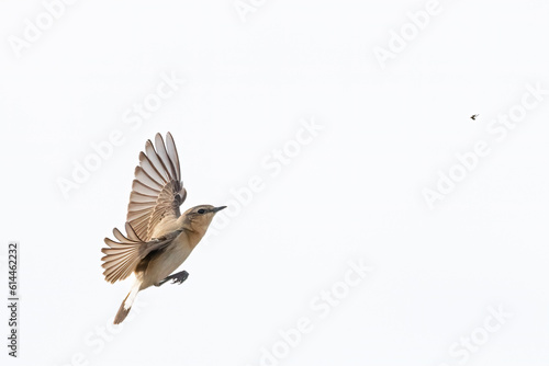 northern wheatear