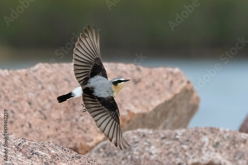 Foto northern wheatear