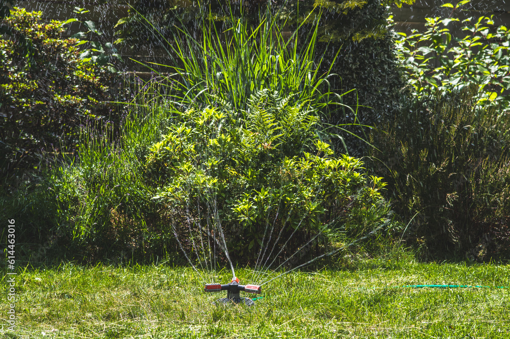 podlewanie wodą ogrodu spryskiwaczem i wężem