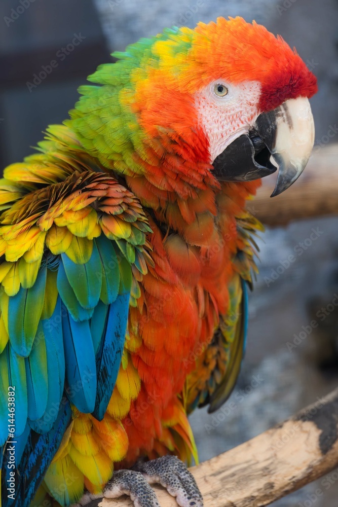 Obraz premium portrait of a colorful macaw parrot 