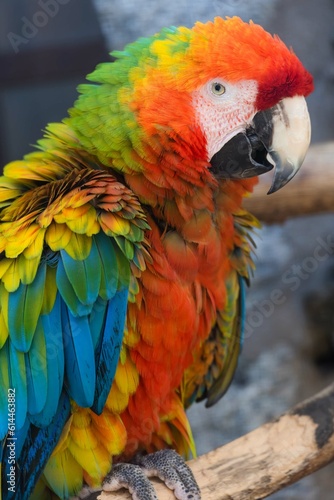 portrait of a colorful macaw parrot 