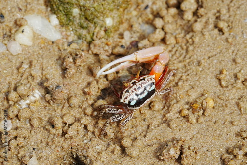 Uca arcuata|crabe violoniste|Bowed fiddler crab|弧边招潮蟹|招潮蟹 photo