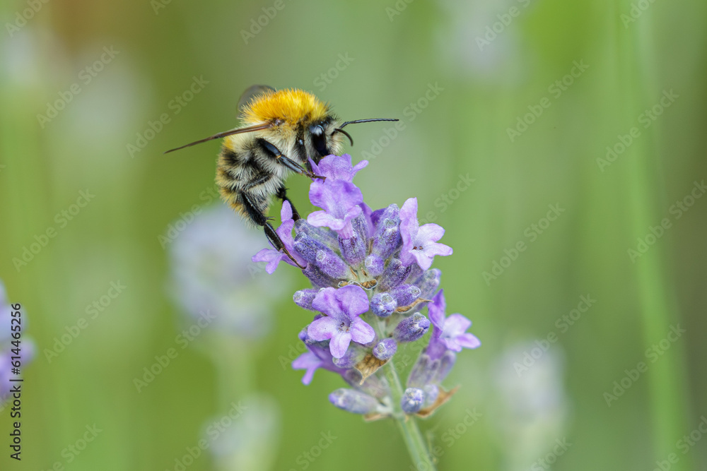Orange bee on top of lavender Orange bee on top of lavender