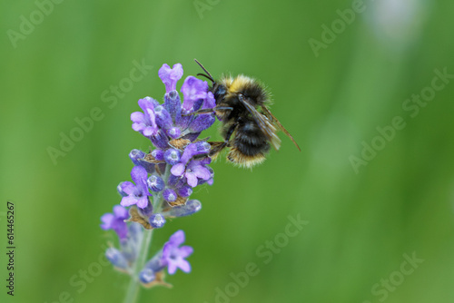 Black bee on lavender sideview
