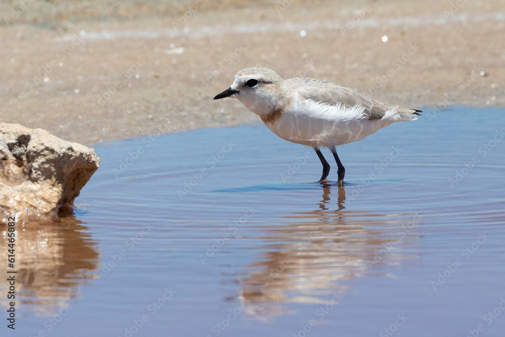 Near Threatened Chestnut-banded Plover (Charadrius pallidus) Near Threatened Chestnut-banded Plover (Charadrius pallidus)