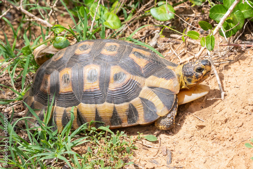 Angulate Tortoise (Chersina angulata)