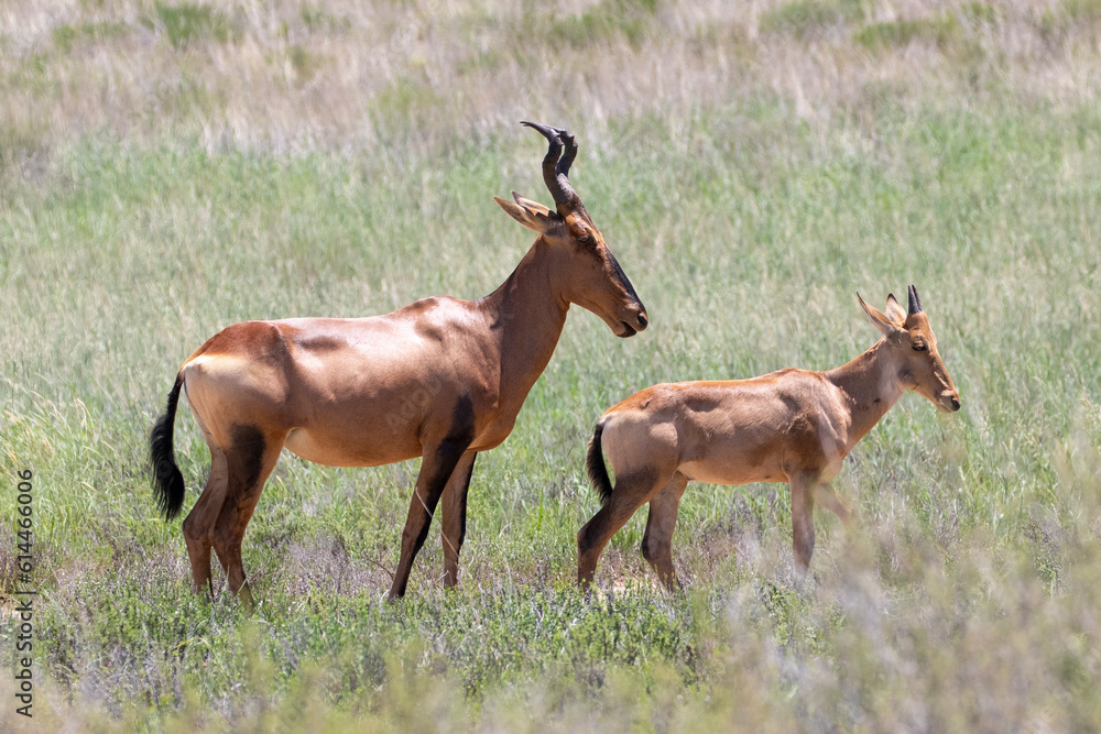 Red Hartebeest (Alcelaphus buselaphus caama) mother and calf in savanna grassland, Kalahari, Botswana Red Hartebeest (Alcelaphus buselaphus caama) mother and calf in savanna grassland, Kalahari, Botswana
