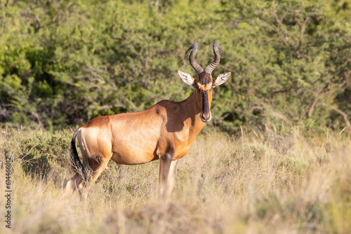 Red Hartebeest (Alcelaphus buselaphus caama) in grassland savanna, Western Cape, South Africa