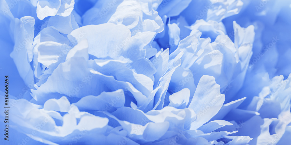 Soft focus wide banner, blurred blue color flower peony petals, close up macro nature background. Beautiful bloom backdrop. Blue white flowers top view, flowery wallpaper, pastel floral pattern Soft focus wide banner, blurred blue color flower peony petals, close up macro nature background. Beautiful bloom backdrop. Blue white flowers top view, flowery wallpaper, pastel floral pattern