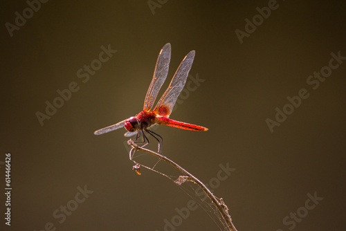 red dragonfly on the tree branch