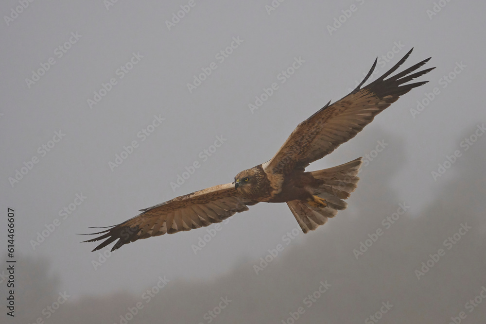Fototapeta premium western marsh harrier in the fog