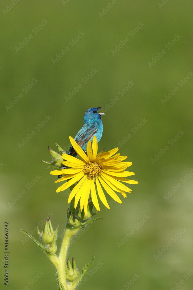 Obraz premium Indigo Bunting