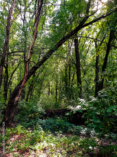 path in the forest