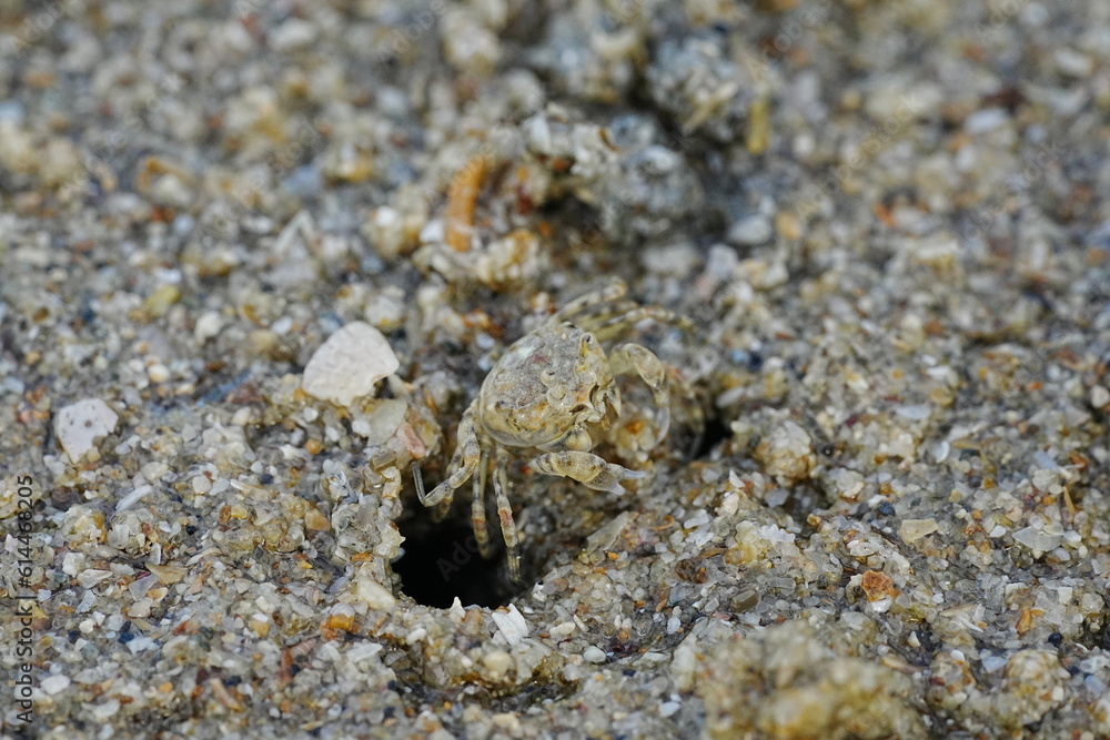 Ocypode stimpsoni, commonly known as the horned ghost crab, is a species of crab found in the coastal regions of East Asia, particularly in places like Japan and Korea. 斯氏沙蟹