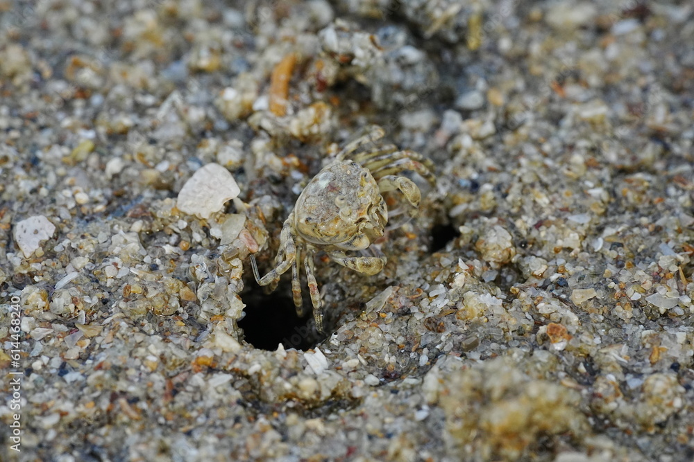 Ocypode stimpsoni, commonly known as the horned ghost crab, is a species of crab found in the coastal regions of East Asia, particularly in places like Japan and Korea. 斯氏沙蟹 Ocypode stimpsoni, commonly known as the horned ghost crab, is a species of crab found in the coastal regions of East Asia, particularly in places like Japan and Korea. 斯氏沙蟹