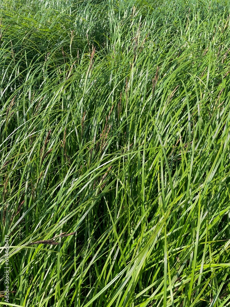Sedge grass green natural background Sedge grass green natural background