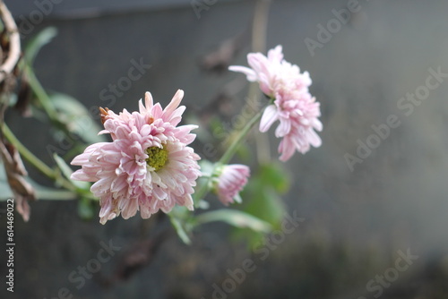 Wallpaper Mural pink flowers Torontodigital.ca