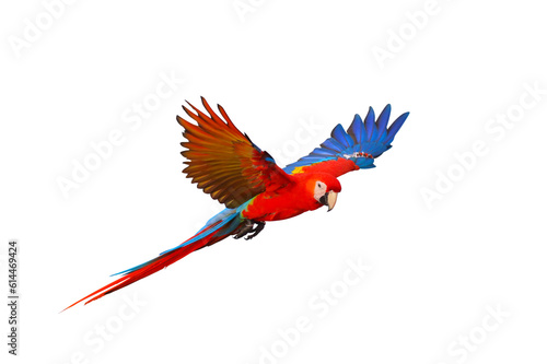 Scarlet macaw parrot flying isolated on transparent background png file © Passakorn