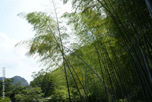 Bamboo Forest and Traditional Japanese Garden at Senganen Garden Park in Kagoshima, Japan - 日本 鹿児島 仙巌園 日本庭園 竹林